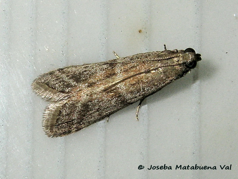 Pempeliella ornatella?? No, Ephestia unicolorella (cfr.), Pyralidae